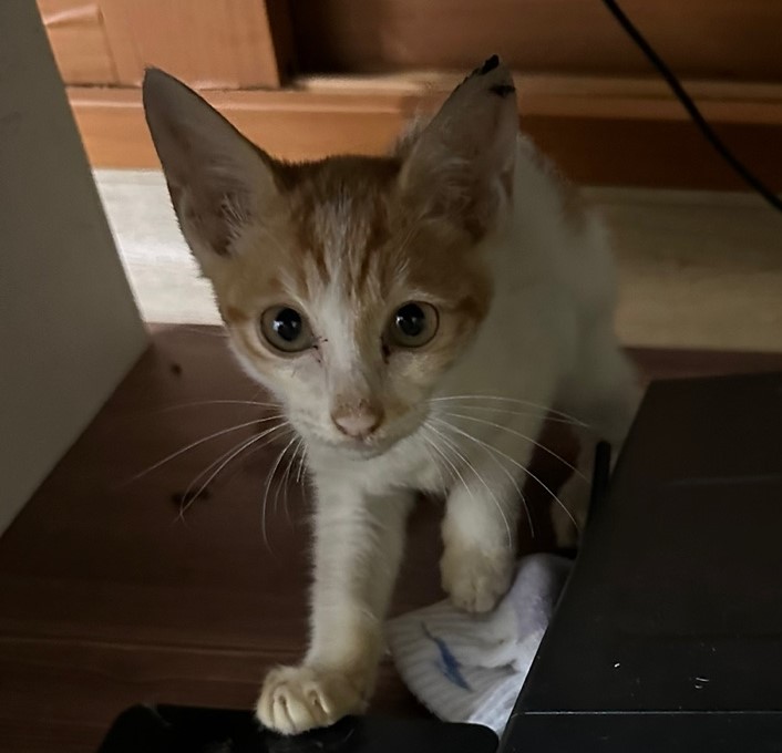 강릉시 동물사랑센터_442420202300499
